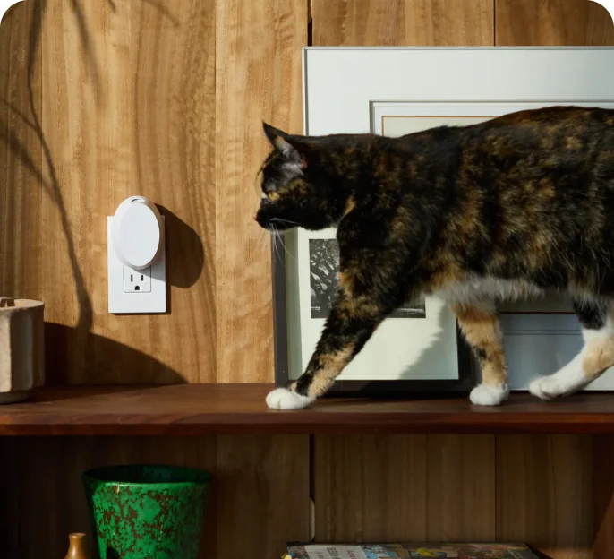 Elevate Your Home's Sensory Aesthetic